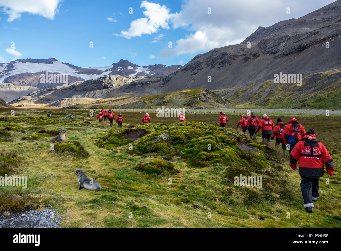 Expeditionsschiff Passagiere wandern in Shackleton Valley, South Georgia Island Stockfoto