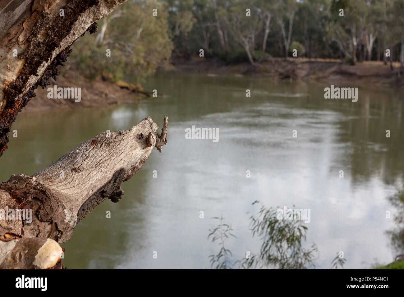 Ein redgum Ast mit River Murray im Hintergrund mit einem selektiven weichzeichner in Tooleybuc New South Wales Australien am 11. Juni 2018 Stockfoto