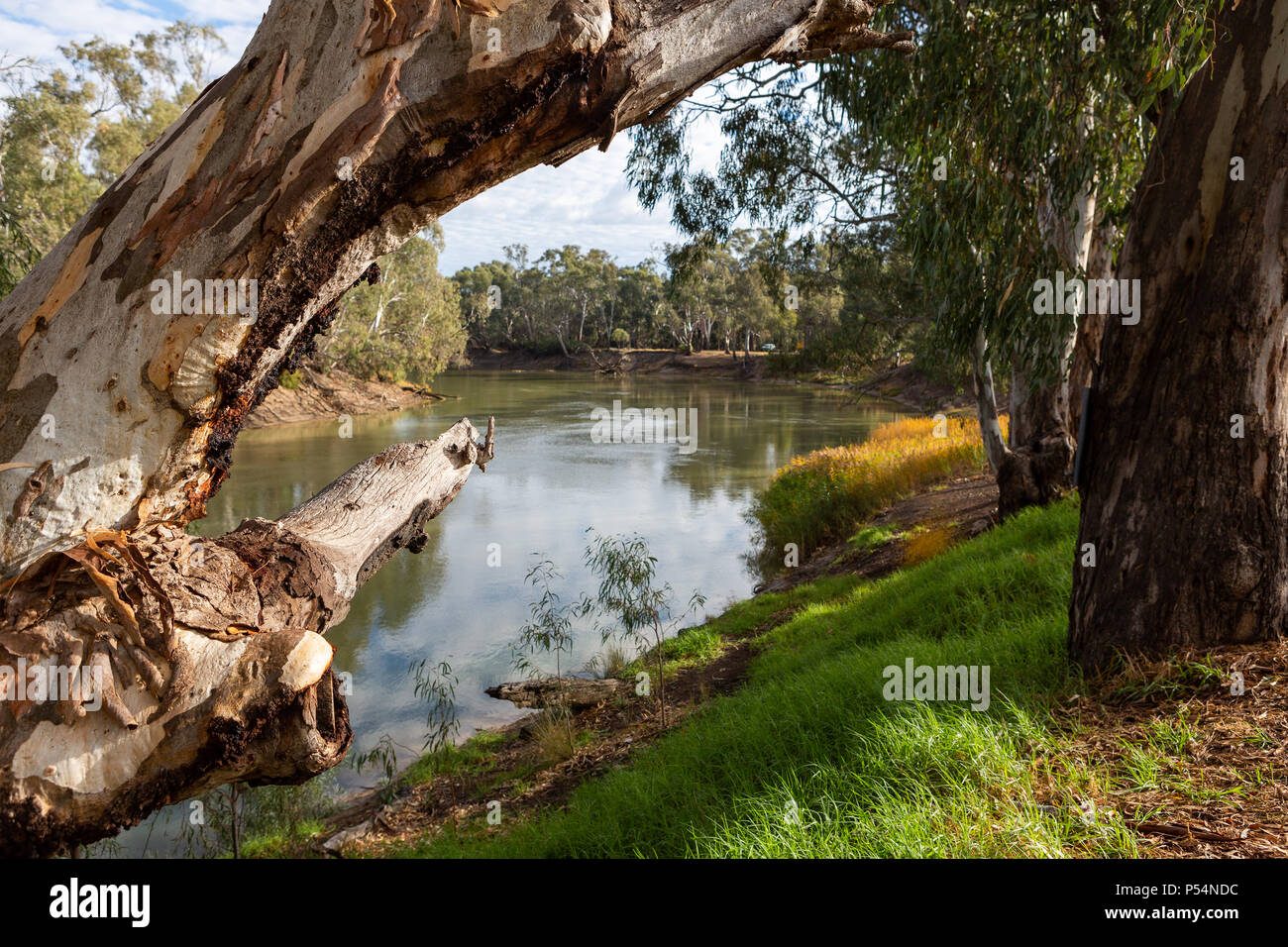 Die redgum Bäume am Ufer des Flusses Murray in Tooleybuc New South Wales Australien am 11. Juni 2018 Stockfoto