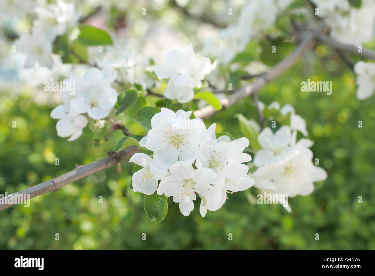 Zweig der Blüten Apfelbaum, close-up Stockfoto