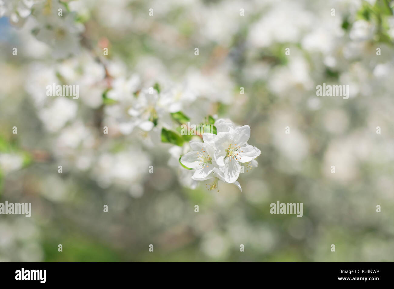 Zweig der Blüten apple tree, close-up Stockfoto