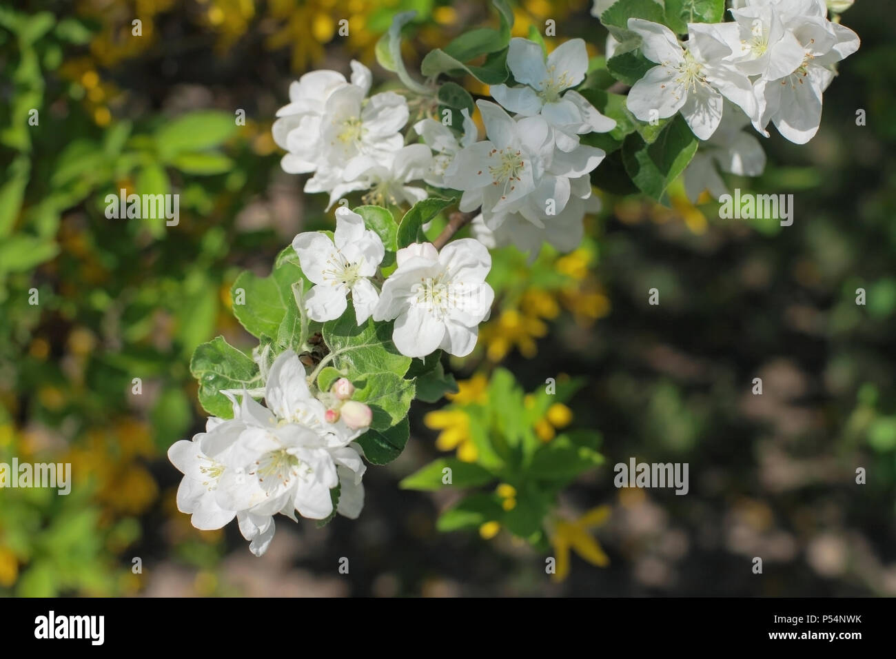 Zweig der Blüten apple tree, close-up Stockfoto