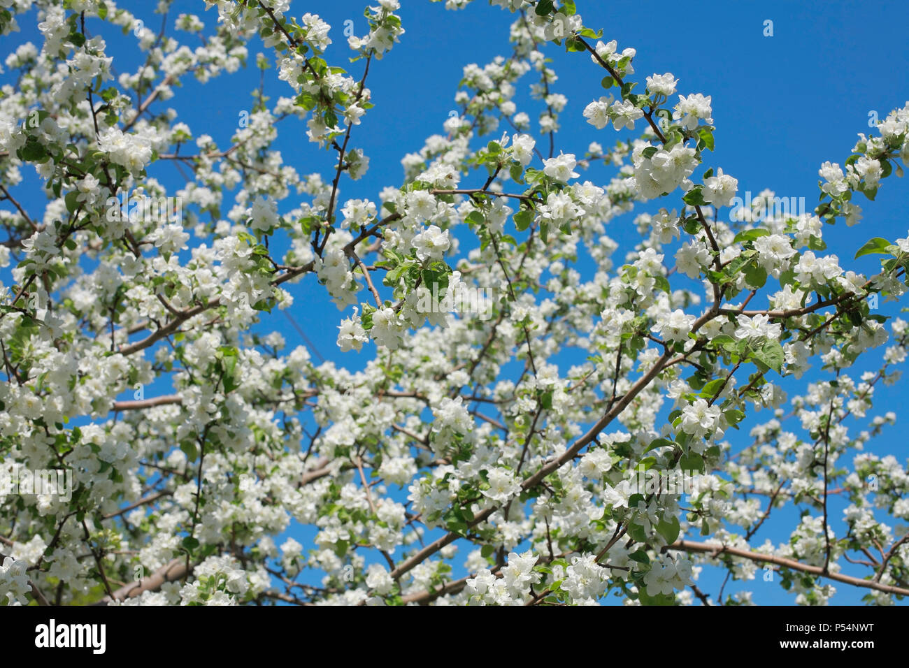 Niederlassungen der Blüten apple tree gegen den blauen Himmel close-up Stockfoto