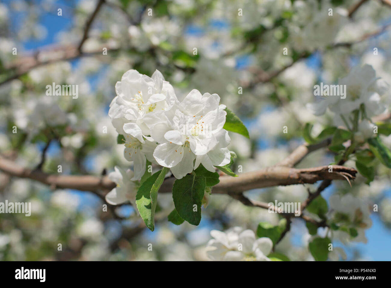 Niederlassungen der Blüten apple tree gegen den blauen Himmel, close-up Stockfoto