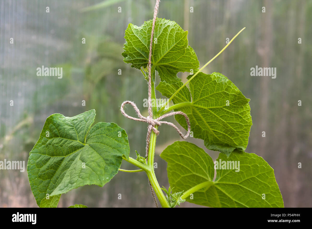 Wachsende Gurken im Gemüsegarten, Nahaufnahme Stockfoto