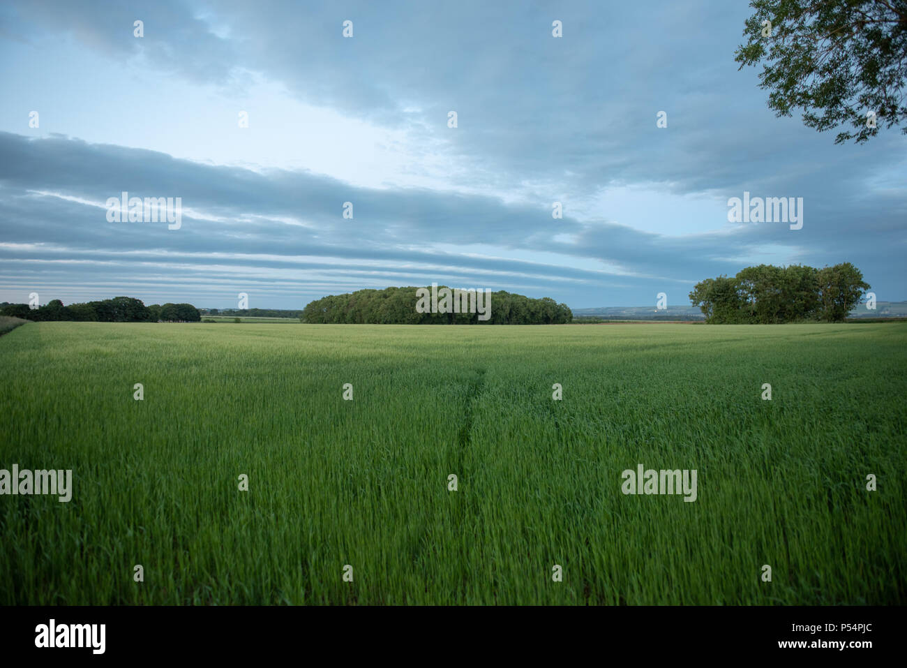Grüne Felder Stockfoto