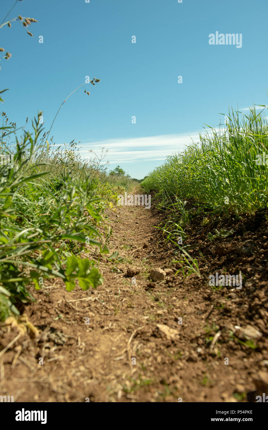 Grüne Felder Stockfoto