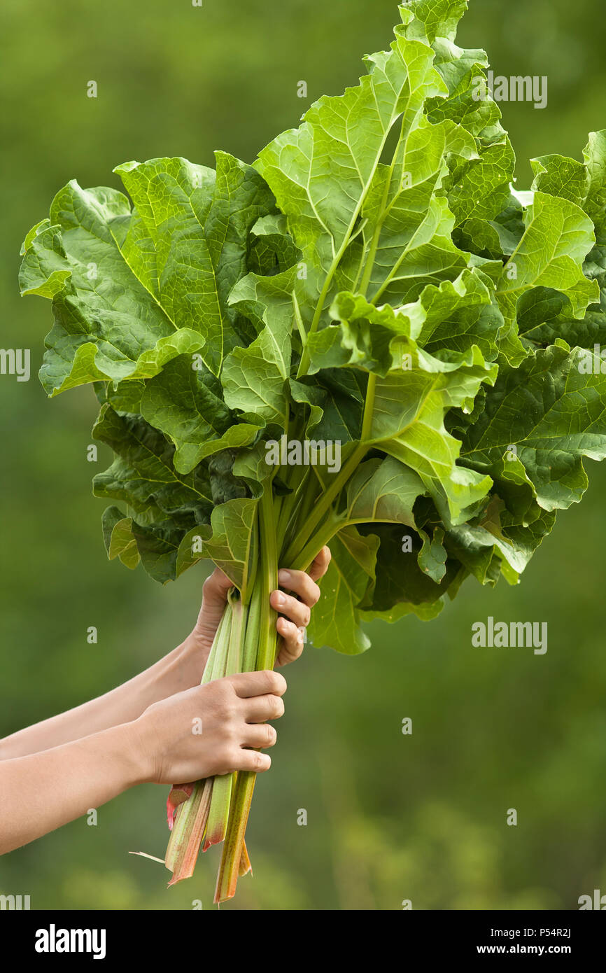 Hand, die Blätter von Rhabarber im Gemüsegarten, Nahaufnahme Stockfoto