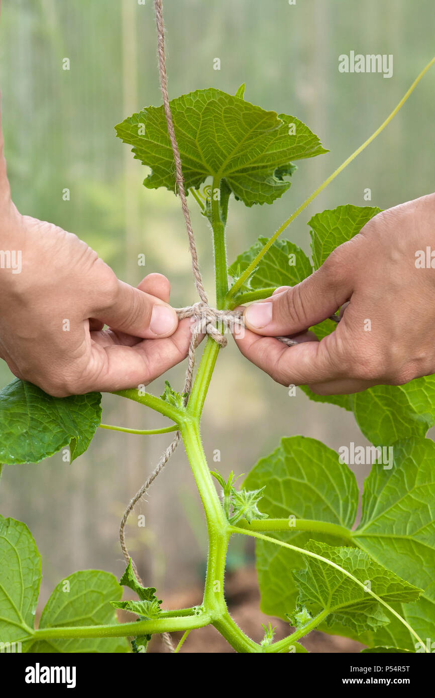 Hände von Gärtner gebunden Gurke im Gemüsegarten Stockfotografie Alamy