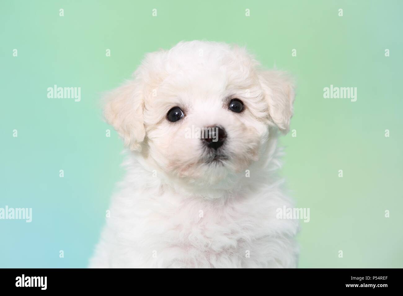 Bichon Frise Welpen Stockfoto