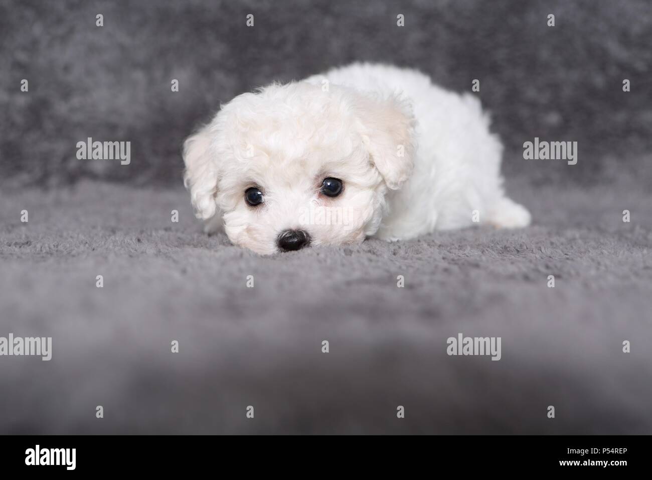 Bichon Frise Welpen Stockfotografie - Alamy