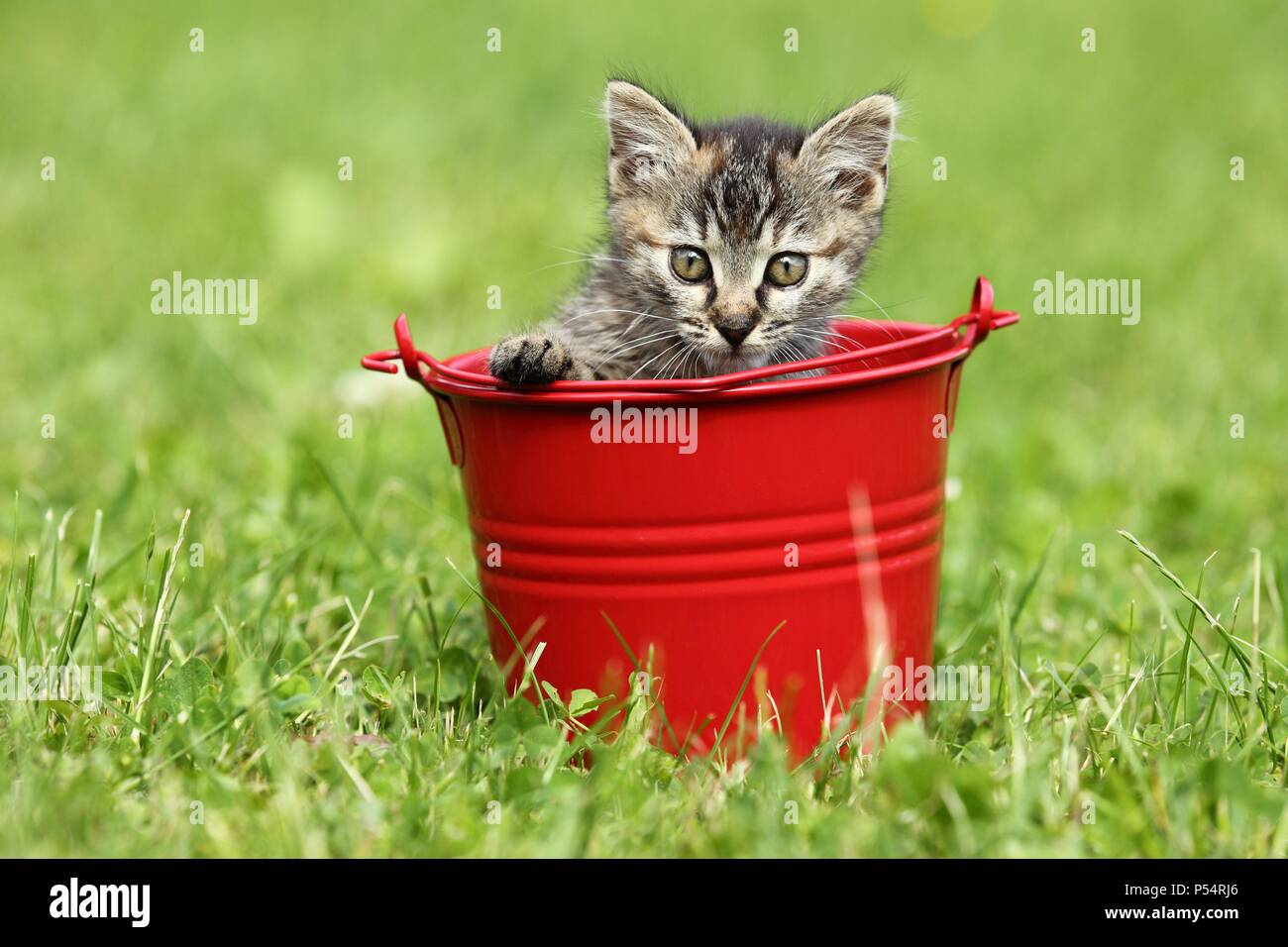 Europäisch Kurzhaar Kitten Stockfoto