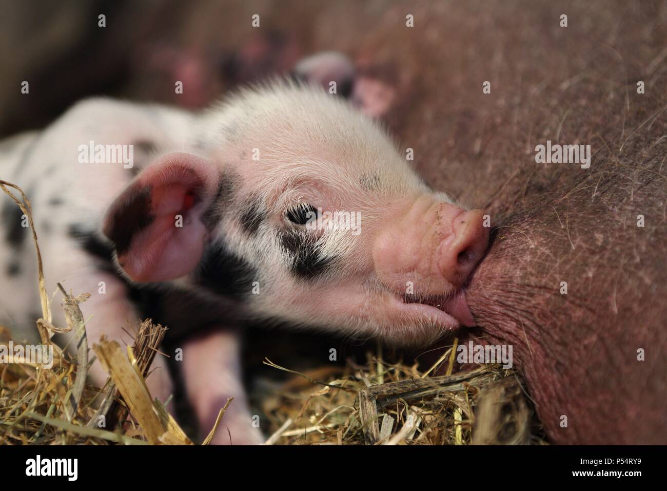 Baby Schwein Stockfoto