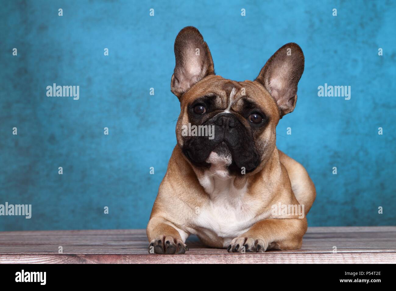 Französische Bulldogge liegend Stockfoto