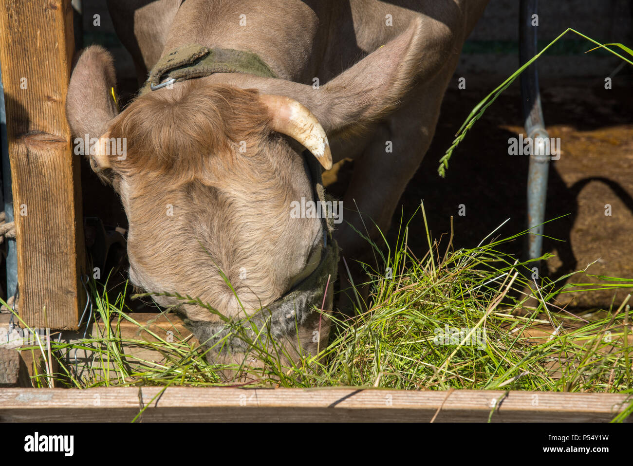 Essen Kuh auf der Farm in Fishte, Albanien Stockfoto