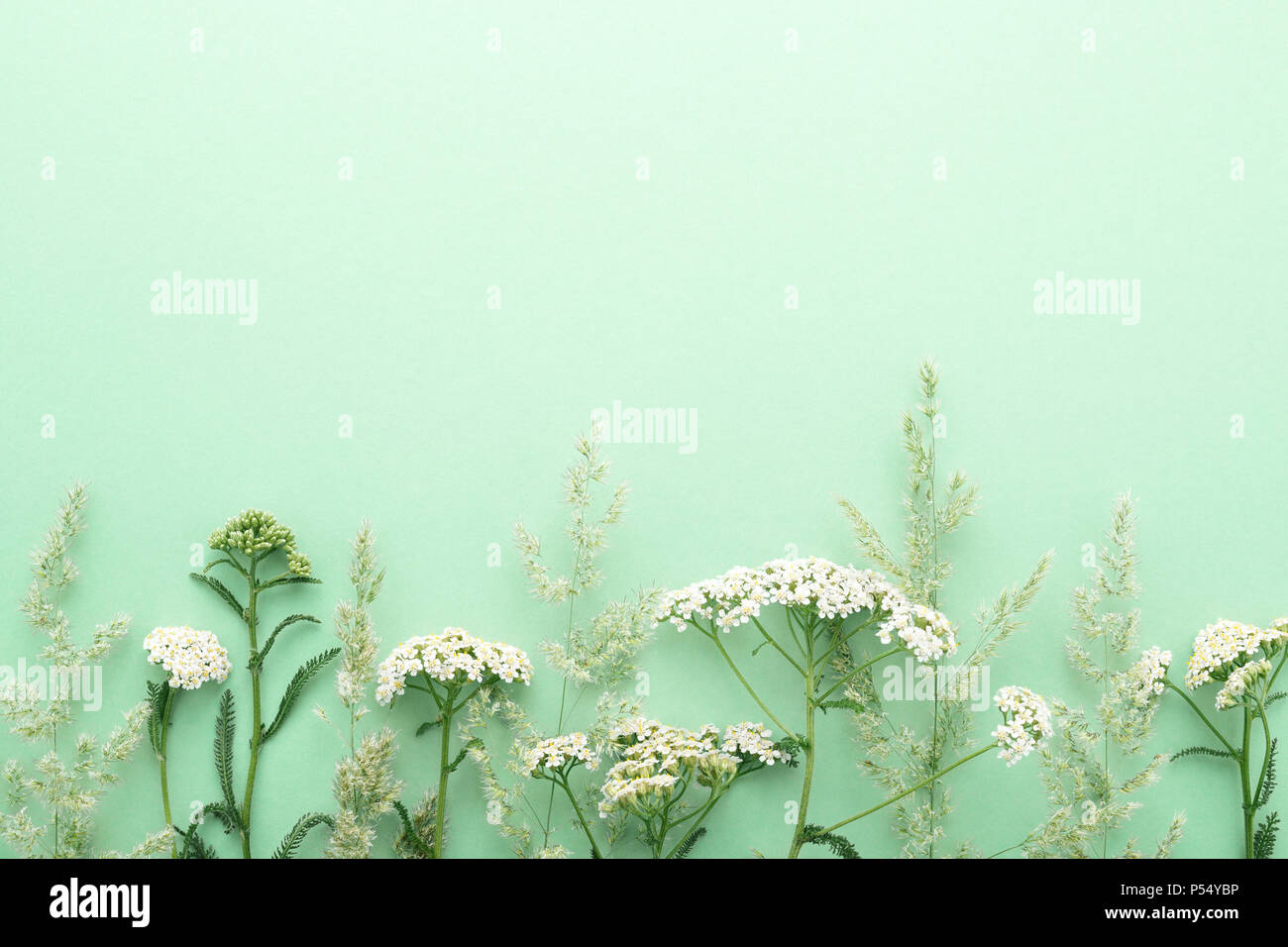 Sommer feld gras und Wildblumen Grenze auf grünem Hintergrund. Florale Muster mit Schwarzweiß-Kopie. Flach. Stockfoto