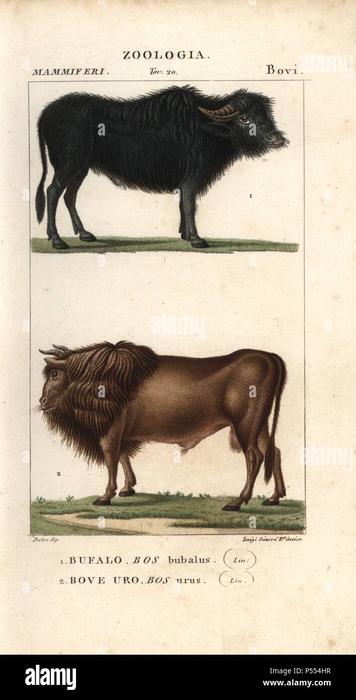 Wasserbüffel, Bubalus bubalis", und ausgestorbenen Auerochse, Bos urus. Papierkörbe Kupferstich Walze Gravur von Antoine Jussieu's 'dictionary der Naturwissenschaften", Florenz, Italien, 1837. Illustration von J. G. Pretre, gestochen von Luigi Giarre und durch Batelli e figli veröffentlicht. Jean Gabriel Pretre (17801845) war Maler der Naturgeschichte an der Kaiserin Josephine Zoo und wurde später Künstler im Museum für Naturkunde. Stockfoto