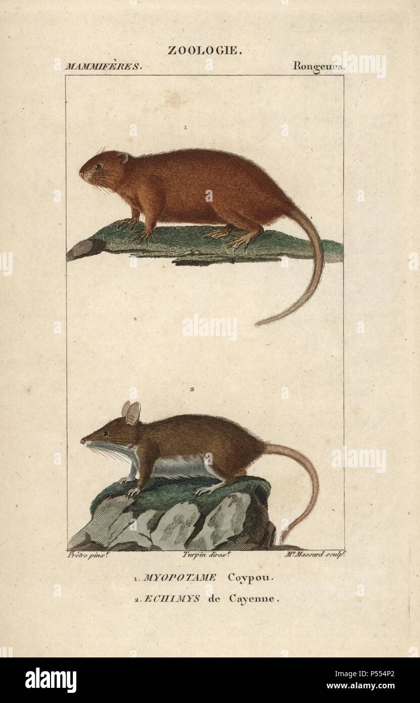 Nutrias oder Fluss Ratte, Nutria Myocastor, und Cayenne stacheligen Ratte, Proechimys guyannensis. Papierkörbe Kupferstich Walze Gravur von Frederic Cuvier 'dictionary der Naturwissenschaften: Säugetiere", Paris, Frankreich, 1816. Illustration von J. G. Pretre, gestochen von Madame Massard, unter der Regie von Pierre Jean-Francois Turpin, und veröffentlicht von F.G. Levrault. Jean Gabriel Pretre (17801845) war Maler der Naturgeschichte an der Kaiserin Josephine Zoo und wurde später Künstler im Museum für Naturkunde. Turpin (1775-1840) ist einer der größten französischen botanische Illustratoren des 19. Jahrhunderts angesehen. Stockfoto