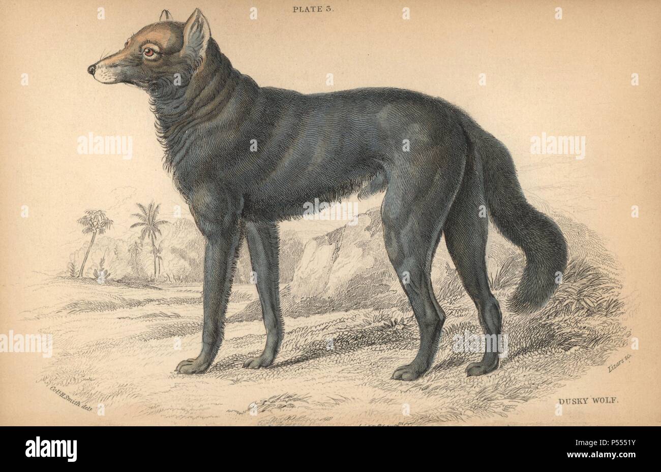 Great Plains Wolf oder Büffel Wolf, Canis lupus nubilus. Bedroht. Papierkörbe Gravur auf Stahl von William Lizars aus einer Zeichnung von Oberst Charles Hamilton Smith von Sir William Jardine's" des Naturforschers Bibliothek: Hunde" von W. H. Lizars, Edinburgh, 1839 veröffentlicht. Stockfoto