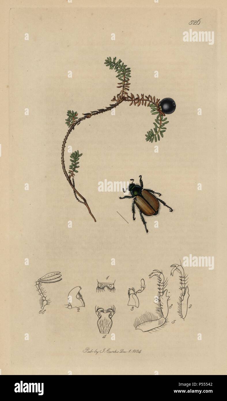 Anisoplia Dentifer, Phyllopertha horticola, Sutherland Bracken Wecker Käfer, und crowberry oder crakeberry, Empetrum nigrum. Papierkörbe Kupferstich erstellt und von John Curtis für seine eigenen "Britische Entomologie eingraviert, die Abbildungen und Beschreibungen der Gattungen von Insekten in Großbritannien und Irland gefunden", London, 1834. Curtis (1791 - 1862) war ein entomologe, Zeichner, Kupferstecher und Verleger. "Britische Entomologie' aus dem Jahr 1824 bis 1839 veröffentlicht wurde, und umfasste 770 Illustrationen von Insekten und Pflanzen, auf denen sie zu finden sind. Stockfoto