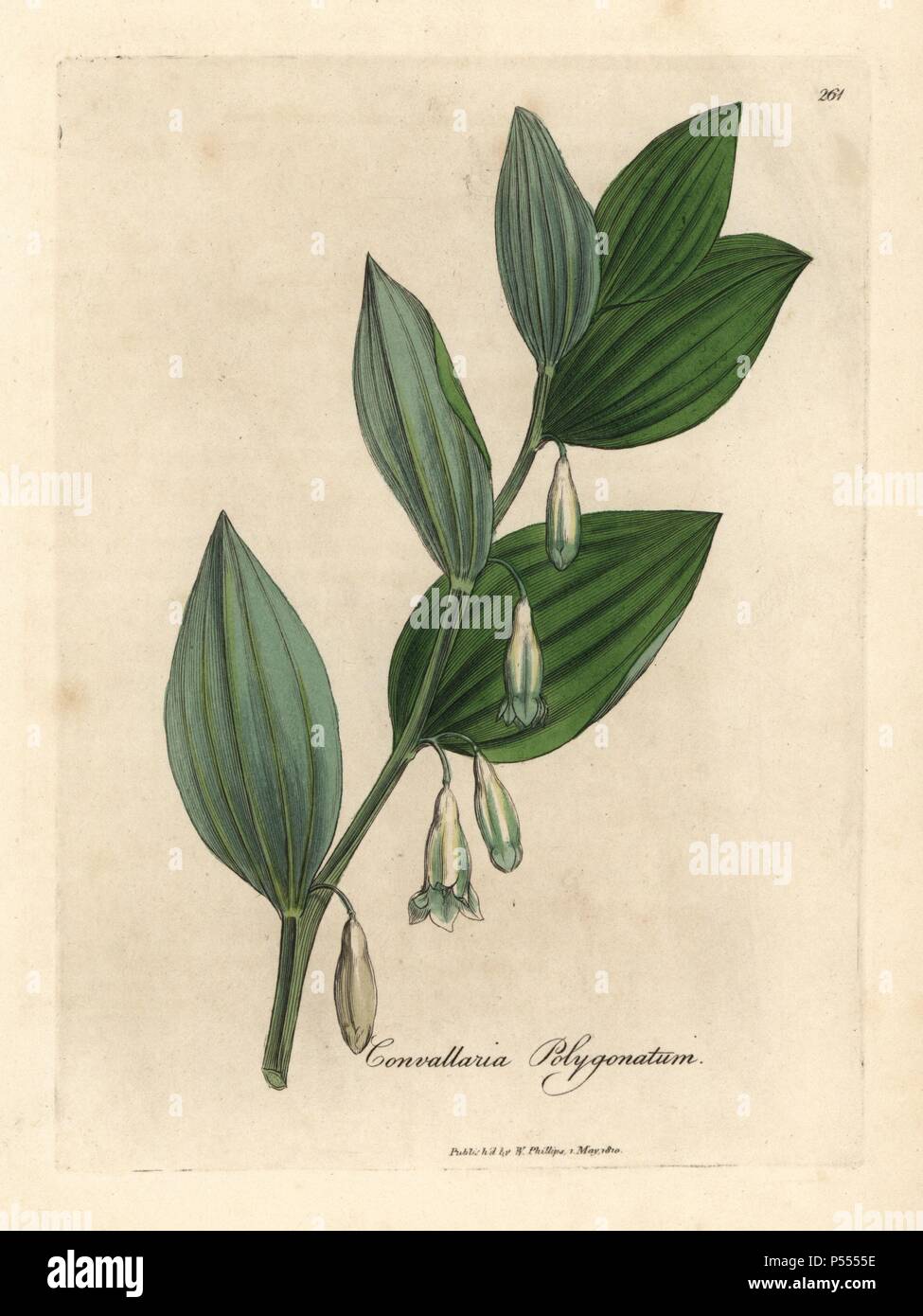 Salomos Siegel, Bell Multiflorum. Papierkörbe Kupferstich aus botanischer Illustration von James Sowerby von William Woodville und Sir William Jackson Hooker 'Medizinische Botanik, 'John Bohn, London, 1832. Der unermüdliche Sowerby (1757-1822) zog sich über 2 500 Pflanzen für Smith's Mammoth' Englisch Botanik" (1790-1814) und 440 Pilze für 'bunten Figuren der Englischen Pilze" (1797) unter vielen anderen Werken. Stockfoto