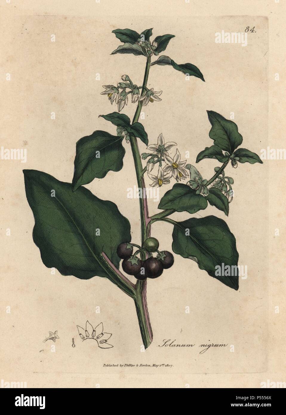 Weiß blühenden, Black Berry, Nachtbeere, Solanum nigrum. Giftige Pflanze. Papierkörbe Kupferstich aus botanischer Illustration von James Sowerby von William Woodville und Sir William Jackson Hooker 'Medizinische Botanik' 1832. Der unermüdliche Sowerby (1757-1822) zog über 2.500 Anlagen für Smith's Mammoth' Englisch Botanik" (1790-1814) und 440 Pilze für 'bunten Figuren der Englischen Pilze" (1797) unter vielen anderen Werken. Stockfoto