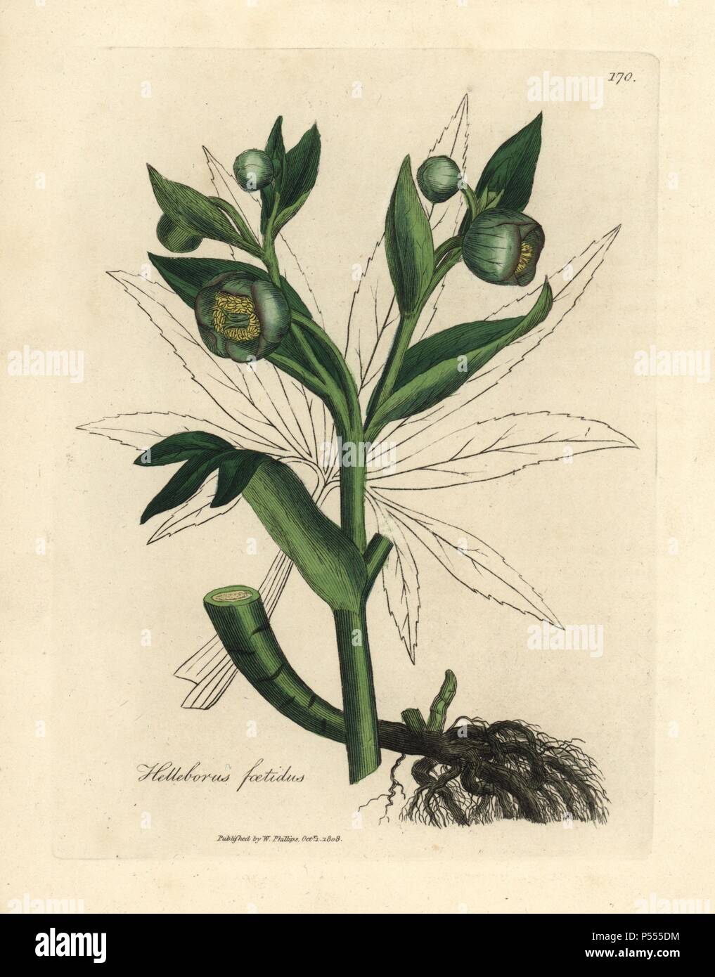 Grüne blühenden stinkenden nieswurz oder Bear's Fuß, Helleborus purpurascens. Papierkörbe Kupferstich aus botanischer Illustration von James Sowerby von William Woodville und Sir William Jackson Hooker 'Medizinische Botanik' 1832. Der unermüdliche Sowerby (1757-1822) zog über 2.500 Anlagen für Smith's Mammoth' Englisch Botanik" (1790-1814) und 440 Pilze für 'bunten Figuren der Englischen Pilze" (1797) unter vielen anderen Werken. Stockfoto