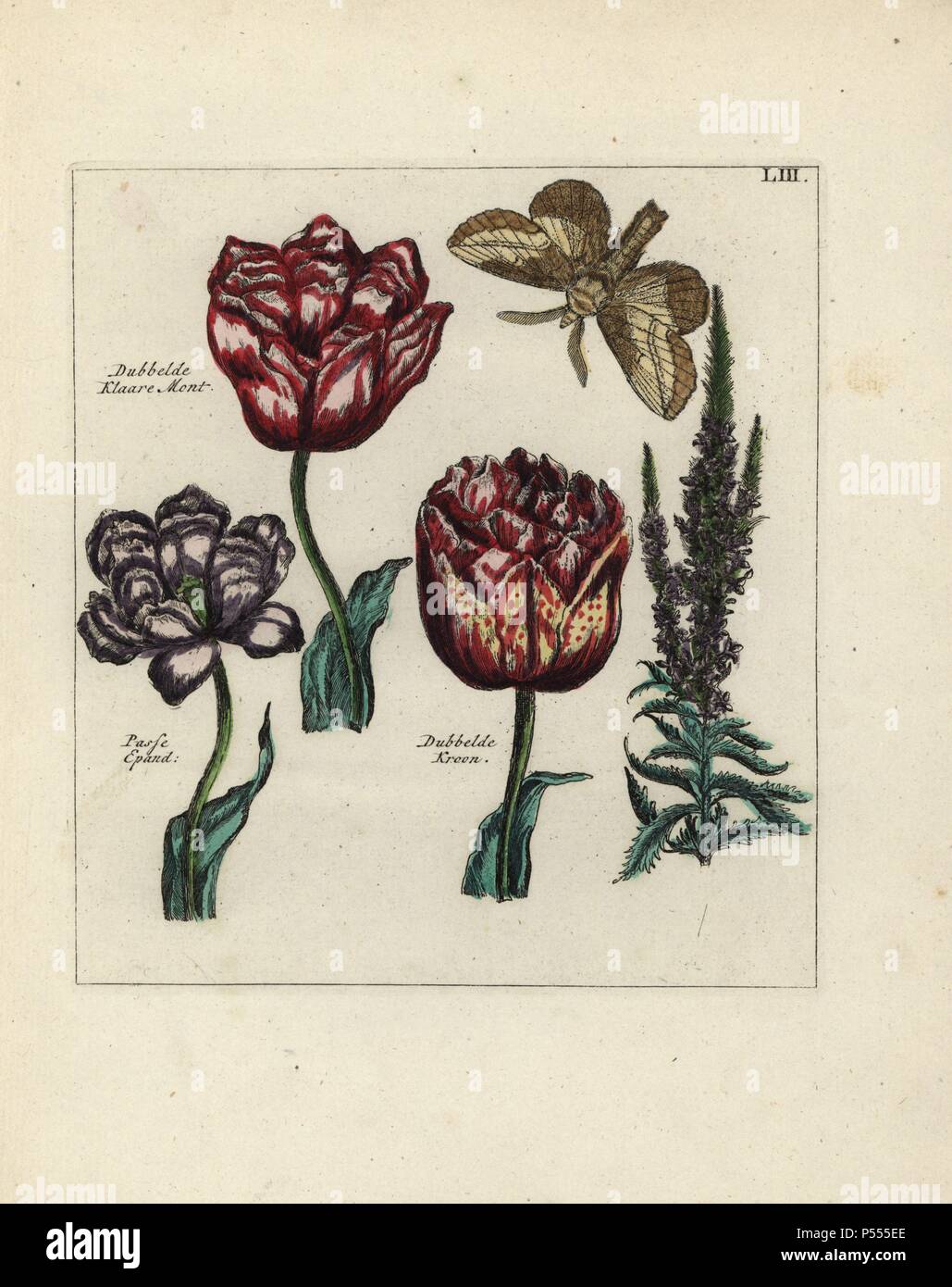 Dubbelde Klaare Mont, Passepartouts und Espand Dubbelde Kroon Tulpen, Tulipa gesneriana, mit Motten. Papierkörbe Kupferstich botanischen Gravur von 'Nederlandsch Bloemwerk" (Dutch Flower Arrangements), Amsterdam, J.B. Elwe, 1794. Die Künstler der bildenden Platten ist ein Geheimnis: Der Titel Bouquet hat die Signatur von Paul Theodor Van Brussel (1754-1795), der Dutch Flower painter, aurikel ist "vom Leben rawn' von A. Bres. Nach Hunt, 30 Platten zeigen den Einfluss des berühmten französischen Künstlers Nicolas Robert (1614-1685). Stockfoto