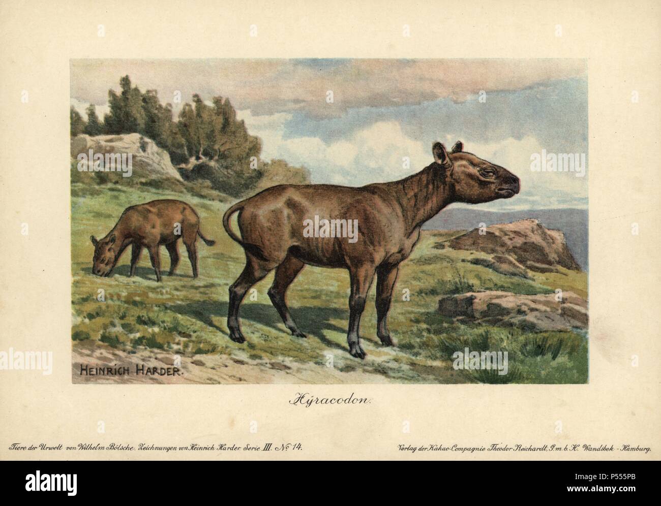 Hyracodon, eine ausgestorbene Gattung von schnell laufenden, Pony - wie Säugetier. Farbe gedruckt (chromolithograph) Darstellung von Heinrich Härter von "Tiere der Urwelt" Tiere der prähistorischen Welt, 1916, Hamburg. Heinrich Harder (1858-1935) war ein deutscher Landschaftsmaler und Buchillustratorin. Aus einer Reihe von prähistorischen Kreaturen, die sich durch die reichardt Kakao Gesellschaft veröffentlicht. Natürliche Historiker Wilhelm Bolsche schrieb den beschreibenden Text. Stockfoto