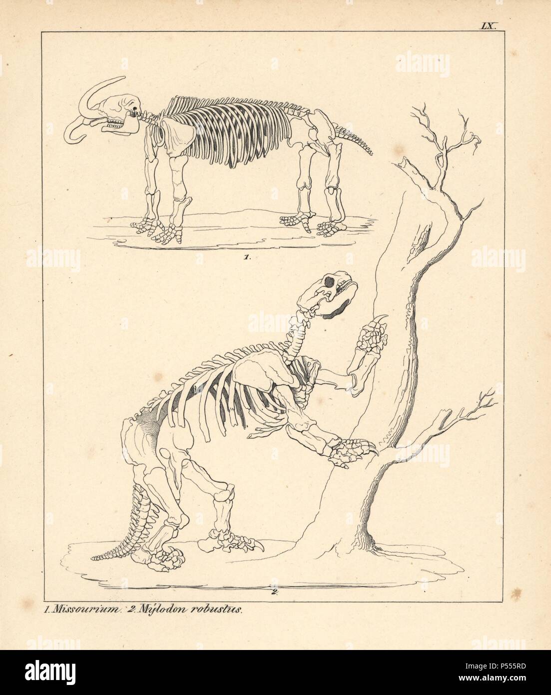 Skelett des American Mastodon, Mammut americanum, Missourium, und Ausgestorbenen giant Ground Sloth, Mylodon robustus. Lithographie von einem unbekannten Künstler von Dr. F.A. Schmidt', 'Petrefactenbuch in Stuttgart, Deutschland, 1855 erschienen im Verlag von Krais und Hoffmann. Dr. Schmidt's "Buch der eingeführt, Fossilien, Versteinerung" und Paläontologie sowohl die fachlichen und allgemeinen Leser. Stockfoto