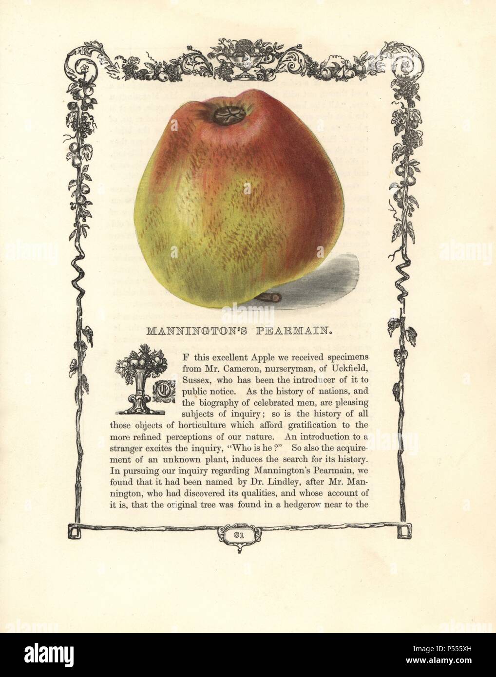 Mannington's Pearmain apple, Malus Domestica, Zierpflanzen, Rahmen, handkoloriert, glyphograph, Gravieren, Benjamin, Maund, Fruitist, London, 1850, Groombridge, Söhne, 1790-1863, Apotheker, Botaniker, Drucker, Buchhändler, Verleger, Botanischer, Garten, Botaniker, glyphography. Stockfoto