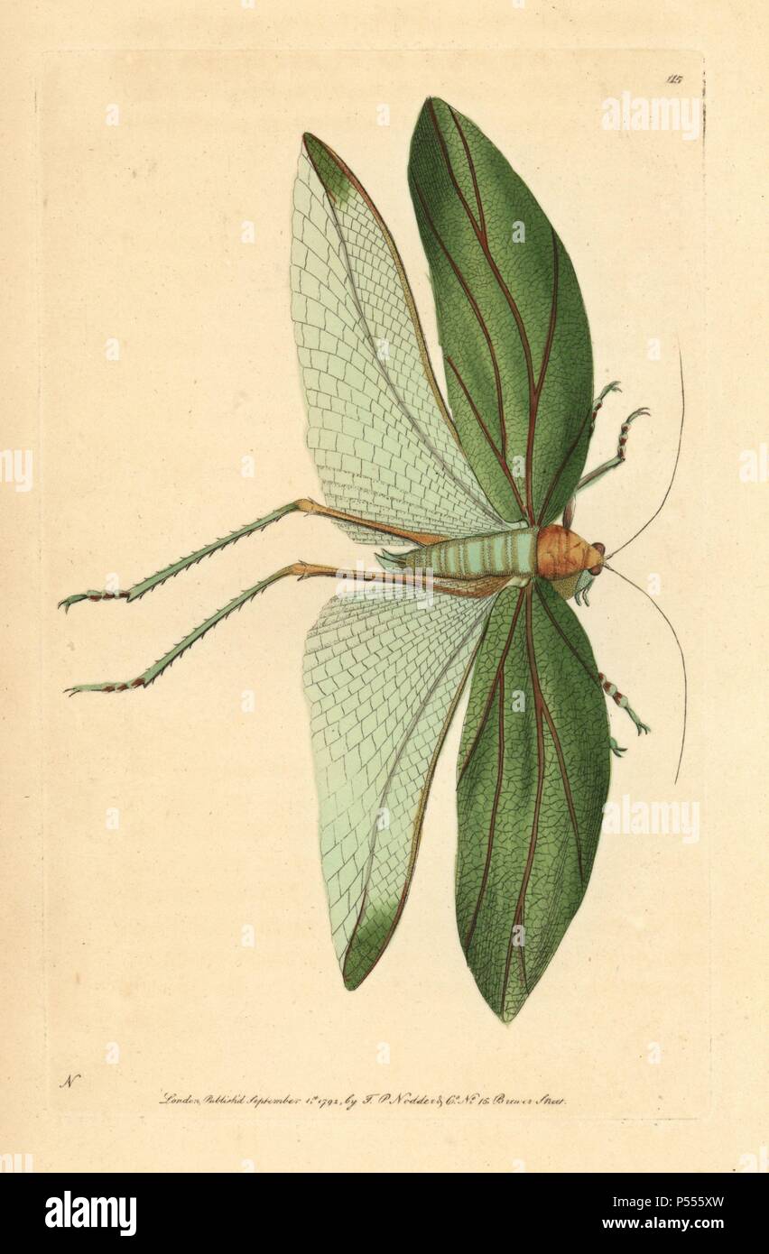 Katydid, Stilpnochlora laurifolia. Abbildung unterzeichnet N (Frederick Nodder).. Papierkörbe Kupferstich von George Shaw und Frederick nodder's 'Verschiedenes' 1792 der Naturforscher. Frederick Polydore Nodder (17511801?) war ein begnadeter Natural history Artist und Graveur. Nodder seine Zeichenkunst arbeiten an Captain Cook und Joseph Banks' Florilegium und Gravur Sydney Parkinson Skizzen der australische Pflanzen verfeinert. Er war 'botanischen Maler an Ihre Majestät Königin Charlotte" im Jahr 1785. Nodder zeichnete auch die botanischen Studien in Thomas Martyns Flora Rustica (1792) und 38 Platten (1799). Mo Stockfoto