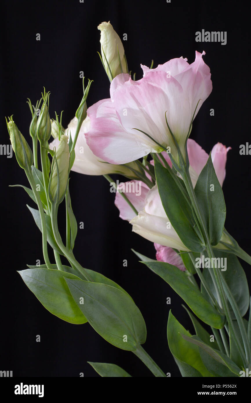 Stiel des Lisianthus Blumen auf schwarzem Hintergrund Stockfoto