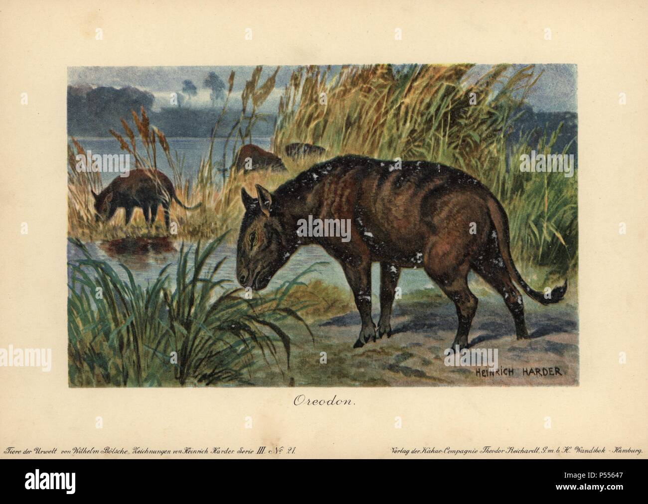 Merycoidodon oder Oreodon, ausgestorbene Gattung der Pflanzenfresser endemisch in Nordamerika während der späten Eozän bis zum frühen Miozän Epochen. Farbe gedruckt (chromolithograph) Darstellung von Heinrich Härter von "Tiere der Urwelt" Tiere der prähistorischen Welt, 1916, Hamburg. Heinrich Harder (1858-1935) war ein deutscher Landschaftsmaler und Buchillustratorin. Aus einer Reihe von prähistorischen Kreaturen, die sich durch die reichardt Kakao Gesellschaft veröffentlicht. Natürliche Historiker Wilhelm Bolsche schrieb den beschreibenden Text. Stockfoto