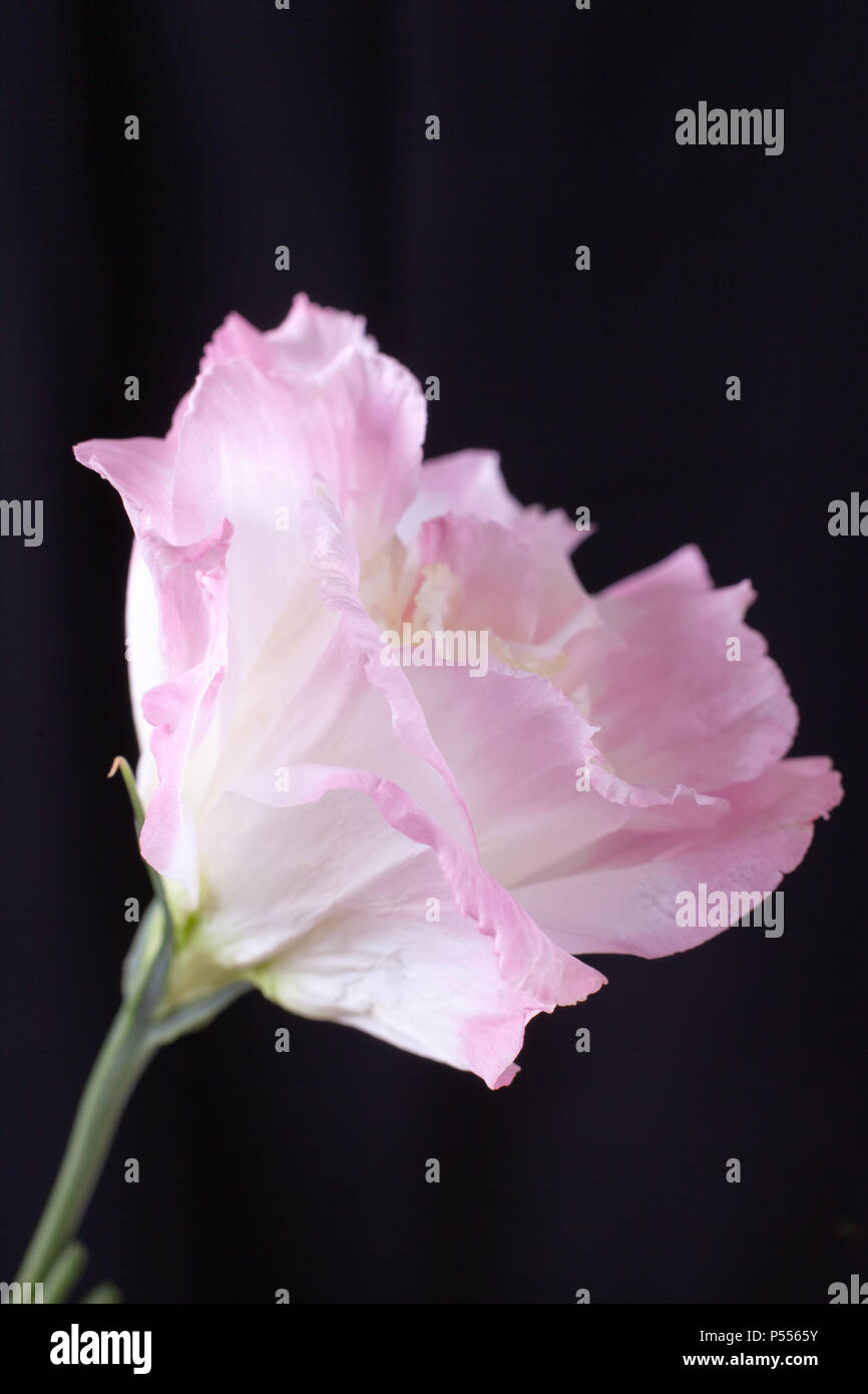 Single rosa Lisianthus blühen auf auf schwarzem Hintergrund Stockfoto