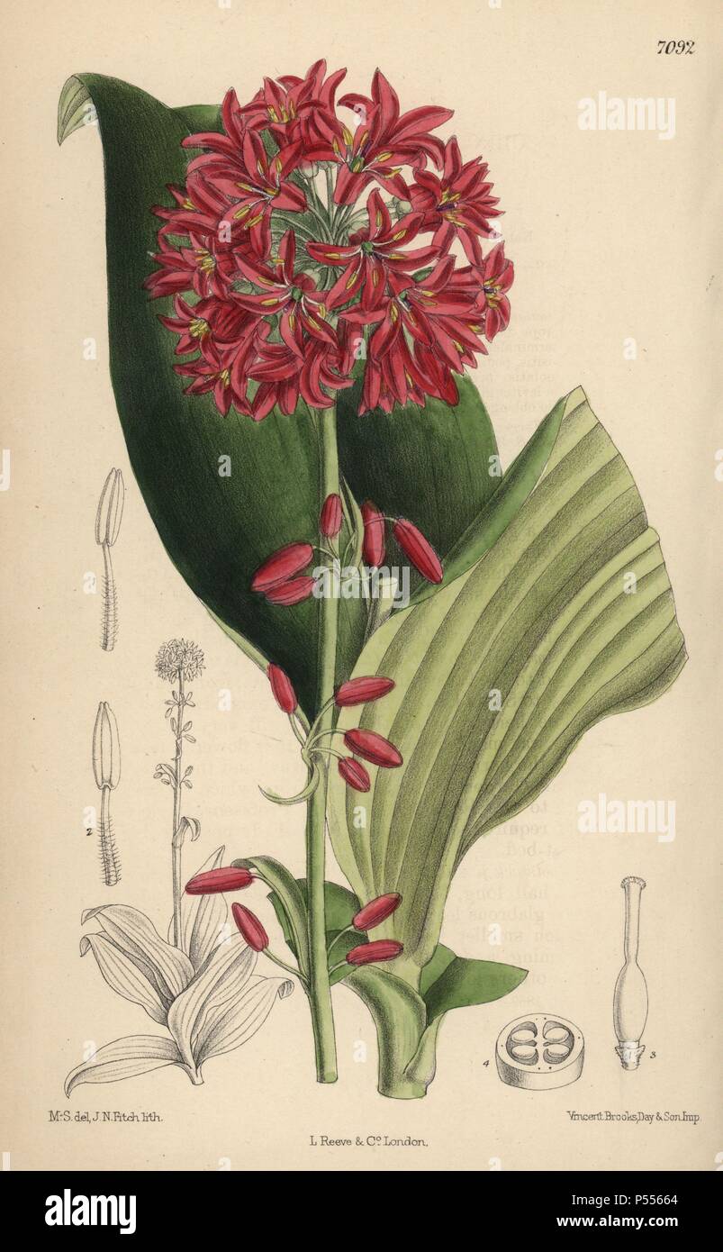 Clintonia andrewsiana, Bead lily native zu Kalifornien. Handcolorierte Botanische Illustration von Matilda Smith gezeichnet und von John Nugent Fitch von Joseph Dalton Hooker's "Curtis's Botanical Magazine lithographierte", 1889, L. Reeve & Co. eine Sekunde - Cousin und Schüler von Sir Joseph Dalton Hooker, Matilda Smith (1854-1926) war der wichtigste Künstler für die Botanical Magazine von 1887 bis 1920 beteiligt und 2.300 Abbildungen. Stockfoto