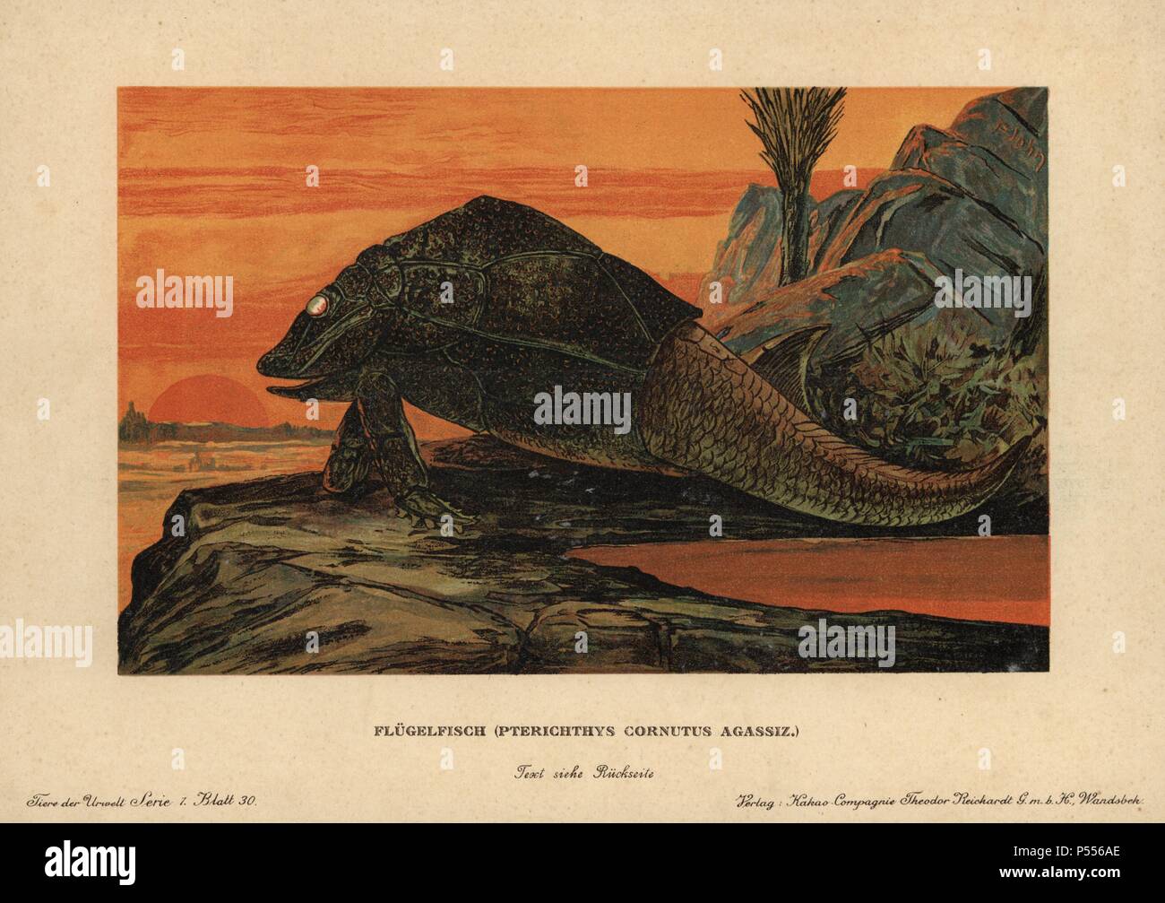 Pterichthyodes, ausgestorbene Gattung der placoderm Fische aus der Devonzeit. Farbe gedruckt (chromolithograph) Illustration von F. John von "Tiere der Urwelt" Tiere der prähistorischen Welt, 1910, Hamburg. Aus einer Reihe von prähistorischen Kreaturen, die sich durch die reichardt Kakao Gesellschaft veröffentlicht. Stockfoto