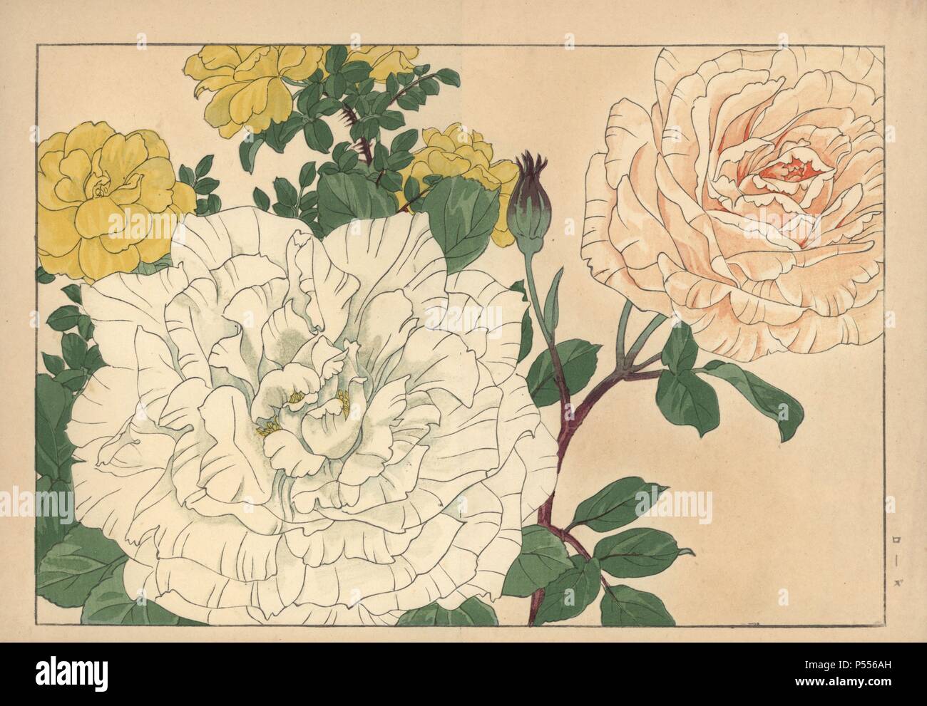 Rosen, Rosa Art. Papierkörbe Holzschnitt aus der Konan Tanigami eiyou Sokazufu' (Bild Album der westlichen Pflanzen und Blumen: Frühling), Unsodo, Kyoto, 1917. Tanigami (1879-1928) 125 Sorten von Pflanzen durch die vier Jahreszeiten dargestellt. Stockfoto