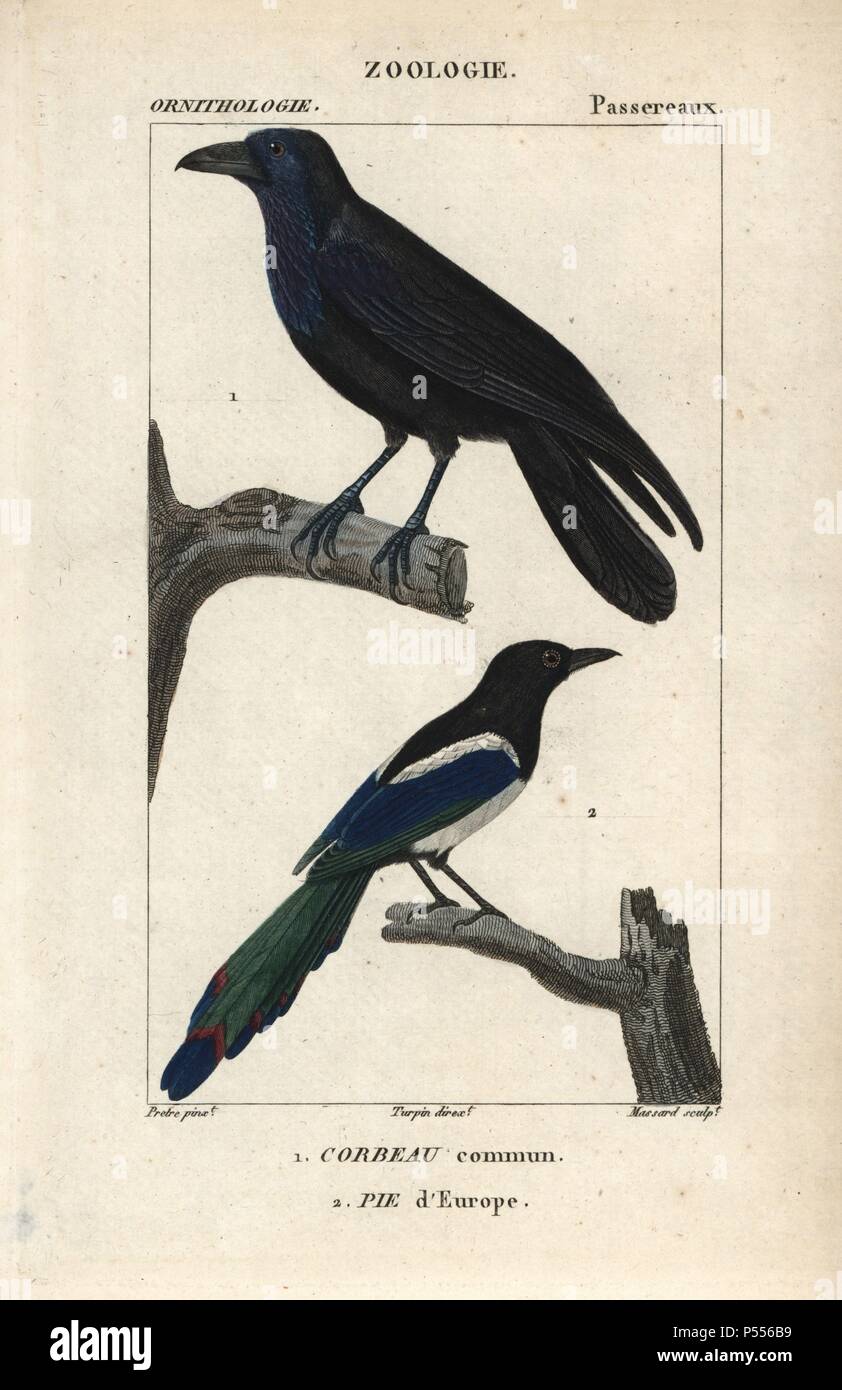 Raven, Corvus Corax und Elster, Pica Pica. Papierkörbe Kupferstich Walze Gravur von Dumont de Sainte-Croix 'dictionary für Naturwissenschaften: Ornithologie", Paris, Frankreich, 1816-1830. Illustration von J. G. Pretre, gestochen von Massard, unter der Regie von Pierre Jean-Francois Turpin, und veröffentlicht von F.G. Levrault. Jean Gabriel Pretre (17801845) war Maler der Naturgeschichte an der Kaiserin Josephine Zoo und wurde später Künstler im Museum für Naturkunde. Turpin (1775-1840) ist einer der größten französischen botanische Illustratoren des 19. Jahrhunderts angesehen. Stockfoto