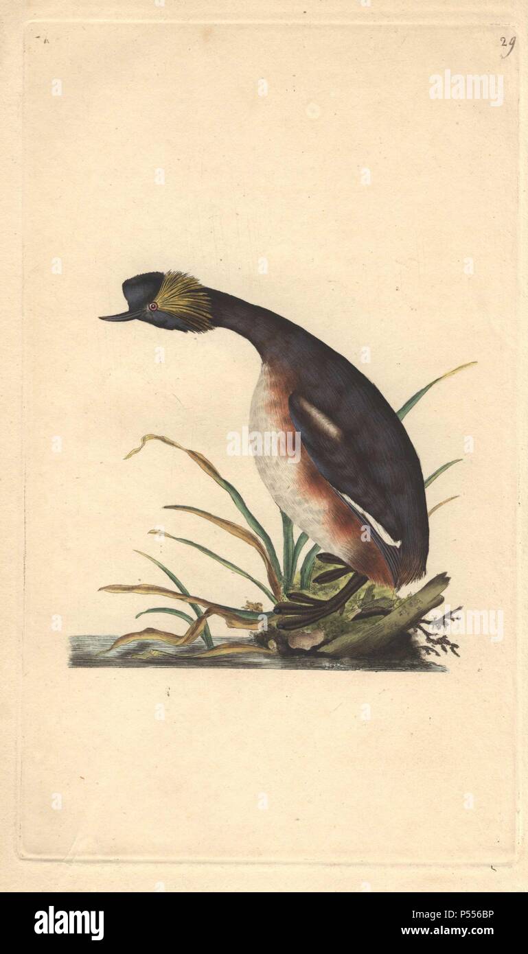 Eared grebe (Horned Grebe) mit orange Büschel von Federn hinter dem Auge. "Das Nest aus Zweigen, Wurzeln und Stängel von Pflanzen ist, und sind in der Regel schwebend unter den und Schilf, fast mit Wasser gefüllt. Das Weibchen legt vier oder fünf kleine weiße Eier, die im Wasser geschlüpft sind.". . (Podiceps auritus auritus Colymbus). . Edward Donovan (1768-1837) war ein anglo-irischen Bewunderer der Zoologe, Schriftsteller, Künstler und Graveur. Er schrieb und illustrierte eine Reihe von Volumes auf Vögel, Fische, Muscheln und Insekten, sein eigenes Museum für Naturgeschichte in London eröffnet, aber später fiel er auf harte Zeiten ein Stockfoto