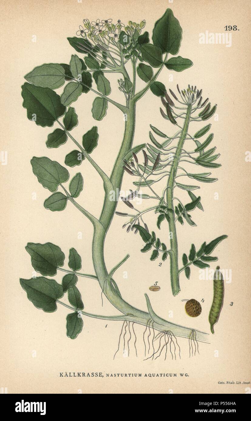 Brunnenkresse, Kapuzinerkresse Aquatica. Chromolithograph von Carl Lindman's 'Bilder ur Nordens Flora" (Bilder von Northern Flora), Stockholm, Wahlström & Widstrand, 1905. Lindman (1856-1928) war Professor für Botanik an der Schwedische Naturkundemuseum (Naturhistoriska Riksmuseet). Die chromolithographs wurden auf der Grundlage von Johan Wilhelm Palmstruch 'Svensk Botanik' (1802-1843). Stockfoto