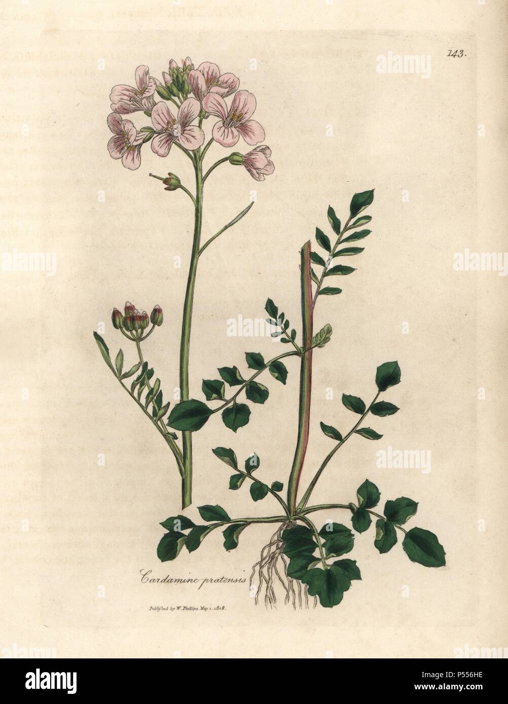 Rosa blühenden Damen Kittel oder Kuckuck - Blume, Cardamine pratensis. Papierkörbe Kupferstich aus botanischer Illustration von James Sowerby von William Woodville und Sir William Jackson Hooker 'Medizinische Botanik' 1832. Der unermüdliche Sowerby (1757-1822) zog über 2.500 Anlagen für Smith's Mammoth' Englisch Botanik" (1790-1814) und 440 Pilze für 'bunten Figuren der Englischen Pilze" (1797) unter vielen anderen Werken. Stockfoto