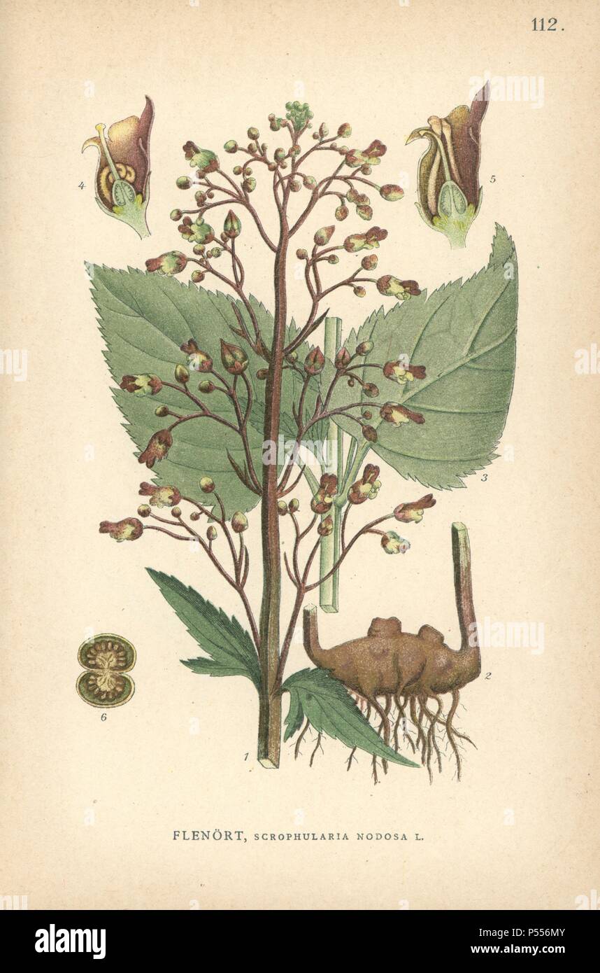 Figwort, Scrophularia nodosa. Chromolithograph von Carl Lindman's 'Bilder ur Nordens Flora" (Bilder von Northern Flora), Stockholm, Wahlström & Widstrand, 1905. Lindman (1856-1928) war Professor für Botanik an der Schwedische Naturkundemuseum (Naturhistoriska Riksmuseet). Die chromolithographs wurden auf der Grundlage von Johan Wilhelm Palmstruch 'Svensk Botanik' (1802-1843). Stockfoto