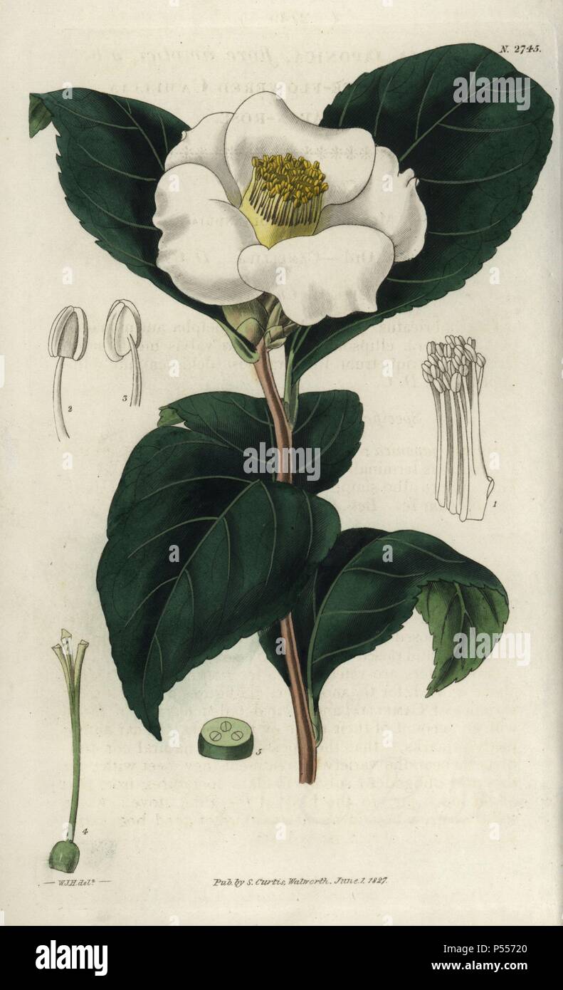 Einzelne weiße-blühenden Kamelie. . Camellia japonica Flore simplici Albo. . Illustration von WJ Hooker, durch Schwan eingraviert. Papierkörbe Kupferstich von William Curtis's "Botanical Magazine" 1827.. . William Jackson Hooker (1785-1865) war ein englischer Botaniker, Schriftsteller und Künstler. Er war Regius Professor für Botanik an der Glasgow University und Herausgeber von Curtis'' Botanical Magazine" von 1827 bis 1865. 1841 wurde er zum Direktor der Royal Botanic Gardens in Kew, und wurde von seinem Sohn Joseph Dalton gelungen. Hooker die Farne und Orchideen Verrücktheiten, die England in der Mitte-1 schüttelte dokumentiert Stockfoto