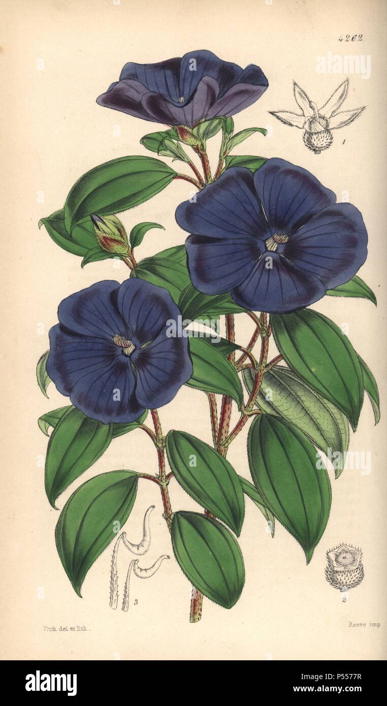 Elegante, pleroma Pleroma elegans. Handcolorierte botanischen Abbildung gezeichnet und von Walter Hood Fitch lithographierte für Sir William Jackson Hooker's 'Curtis's Botanical Magazine", London, Reeve Brüder, 1846. Fitch (18171892) war ein unermüdlicher schottische Künstler, der über 2.700 Lithographien für die beginnenden Botanical Magazine" von 1834 zeichnete. Stockfoto