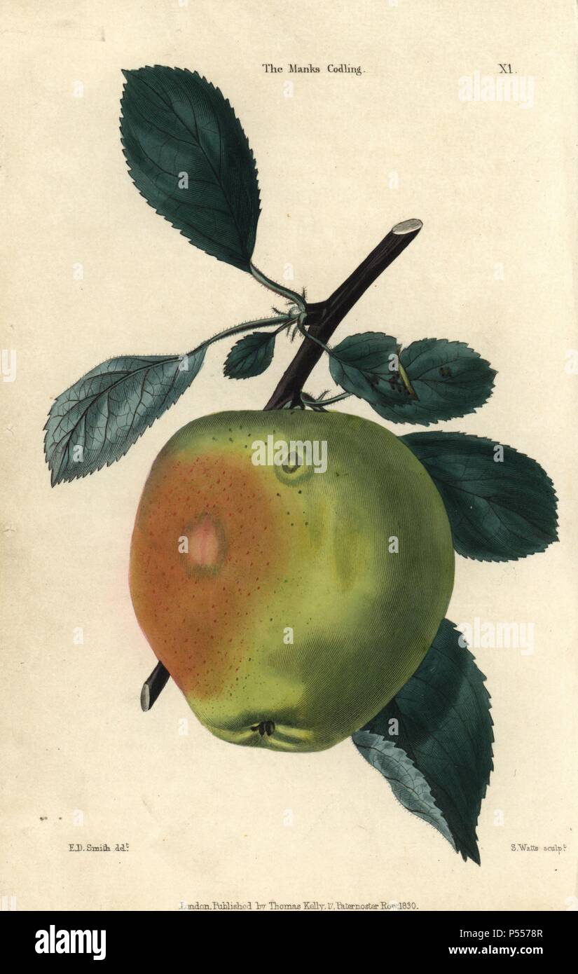 Grüne Früchte und Blätter der Manx Codlin Manks Codling, Apple, Malus Domestica. Hand - farbige Illustration von E.D. Smith gestochen von Watt von Charles McIntosh's 'Flora und Pomona' 1829. McIntosh (1794-1864) war ein schottischer Gärtner zu europäischen Adels- und Königshäusern und Autor zahlreicher Buch auf Gartenarbeit. E.D. Smith war ein botanischer Künstler, der für Robert Süß, Benjamin Maund, etc. zeichnete Stockfoto