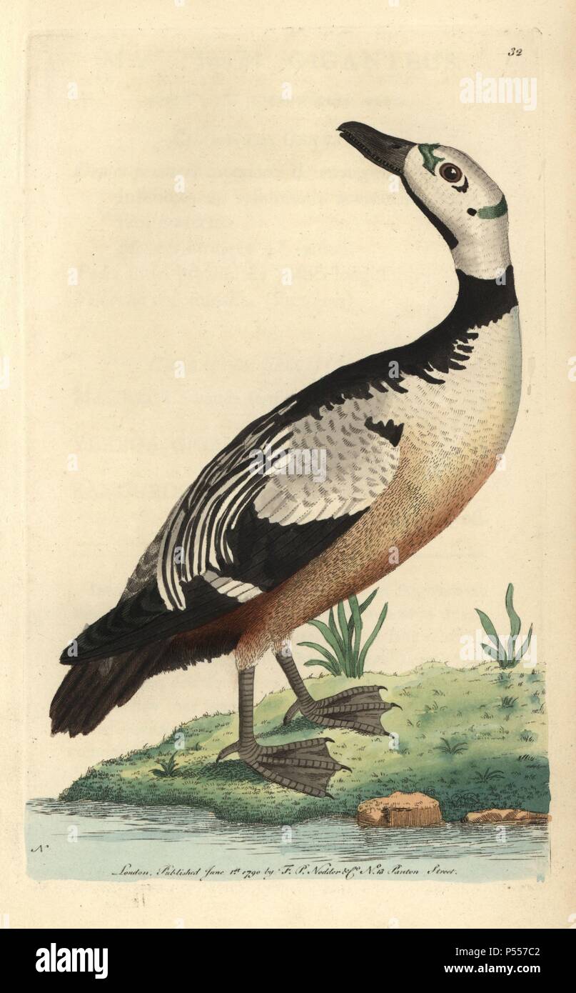 Western, bunte Ente oder bedrohte Scheckente Ente. Polysticta stelleri stelleri (Anas). Kleine Ente mit grünen Markierungen auf dem Kopf, schwarz Oberseite und Halsband, bräunlich-weißen Kopf und Bauch. "Das elegante Muster in der Leverian Museum war der einzelne, aus der dieses Bild genommen wurde.". Abbildung unterzeichnet N (Frederick Nodder).. Papierkörbe Kupferstich von George Shaw und Frederick nodder's 'Verschiedenes' 1790 der Naturforscher. Frederick Polydore Nodder (17511801?) war ein begnadeter Natural history Artist und Graveur. Nodder seine Zeichenkunst arbeiten an Captain Cook und Jo geschliffen Stockfoto