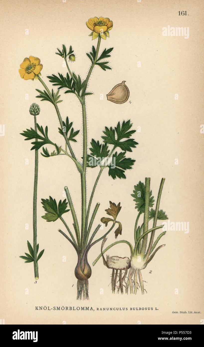 St Anthony's Rübe oder Knolligen Hahnenfuß, Ranunculus bulbosus. Chromolithograph von Carl Lindman's 'Bilder ur Nordens Flora" (Bilder von Northern Flora), Stockholm, Wahlström & Widstrand, 1905. Lindman (1856-1928) war Professor für Botanik an der Schwedische Naturkundemuseum (Naturhistoriska Riksmuseet). Die chromolithographs wurden auf der Grundlage von Johan Wilhelm Palmstruch 'Svensk Botanik' (1802-1843). Stockfoto