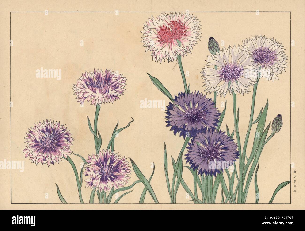 Kornblume Centaurea cyanus oder bluebottle, Centaurea und andere Arten. Papierkörbe Holzschnitt aus der Konan Tanigami eiyou Sokazufu' (Bild Album der westlichen Pflanzen und Blumen: Frühling), Unsodo, Kyoto, 1917. Tanigami (1879-1928) 125 Sorten von Pflanzen durch die vier Jahreszeiten dargestellt. Stockfoto