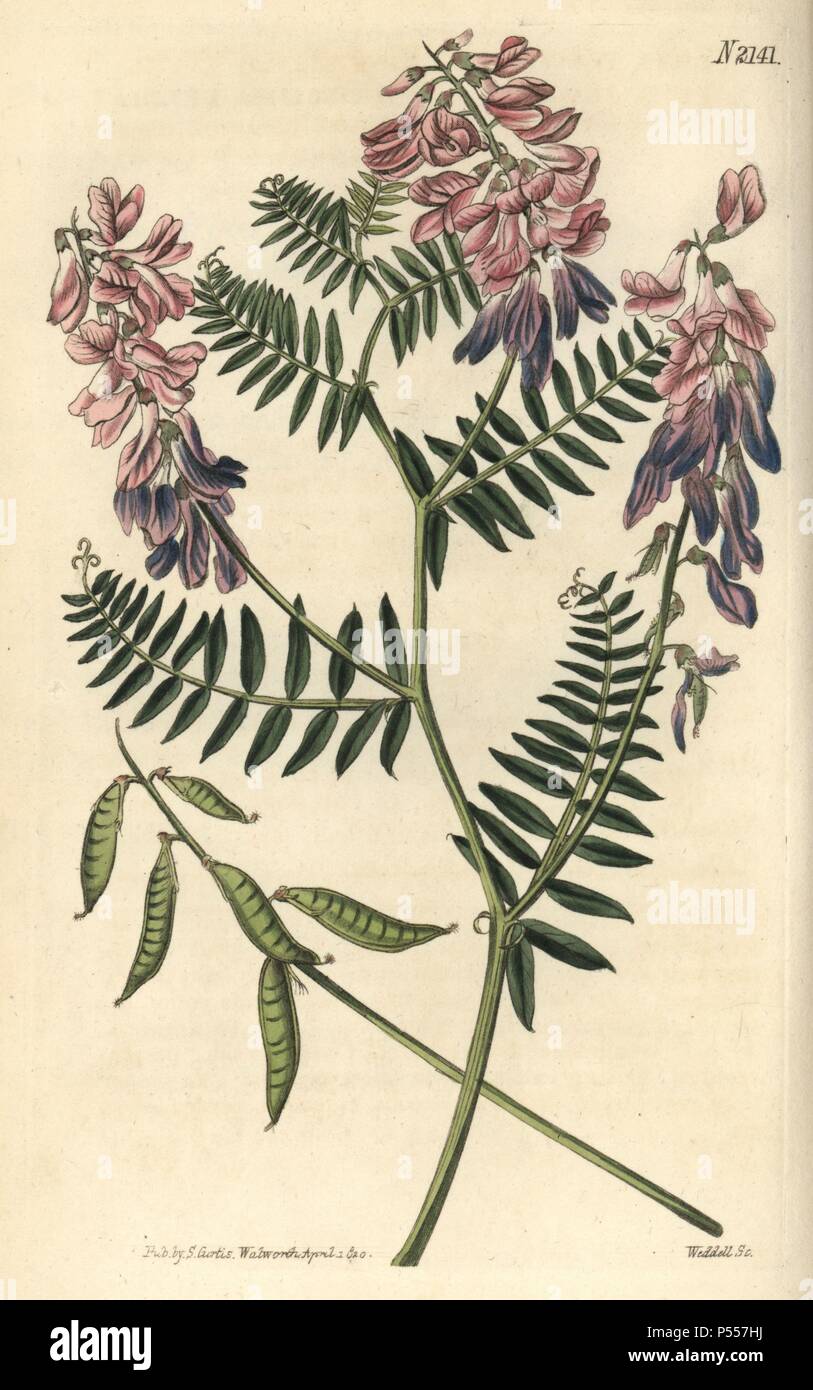Fein-leaved vetch, Vicia tenuifolia. Papierkörbe Kupferstich gezeichnet von John Curtis und durch Weddell von "Curtis's Botanical Magazine" 1820, Samuel Curtis, Walworth, London eingraviert. Stockfoto